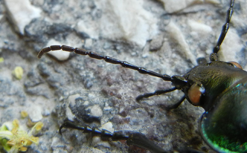 da determinare... Calosoma sycophanta